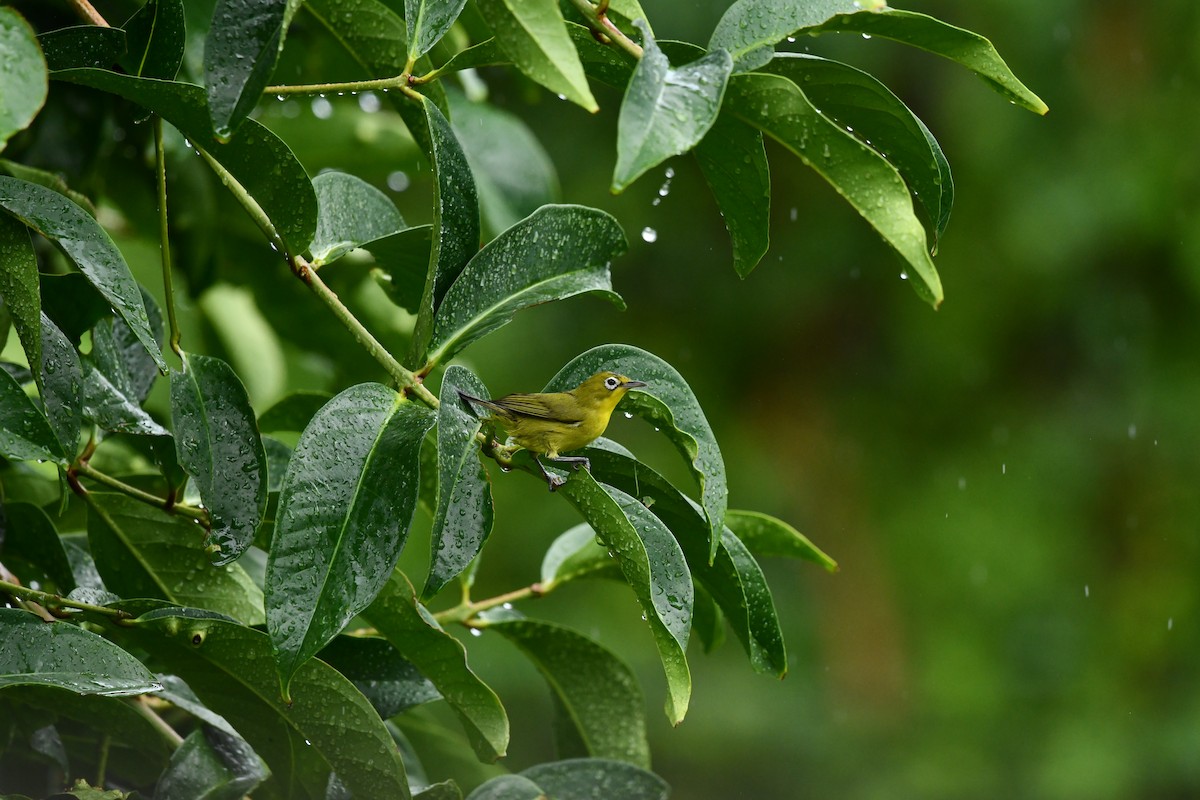 Lemon-bellied White-eye - ML646336478