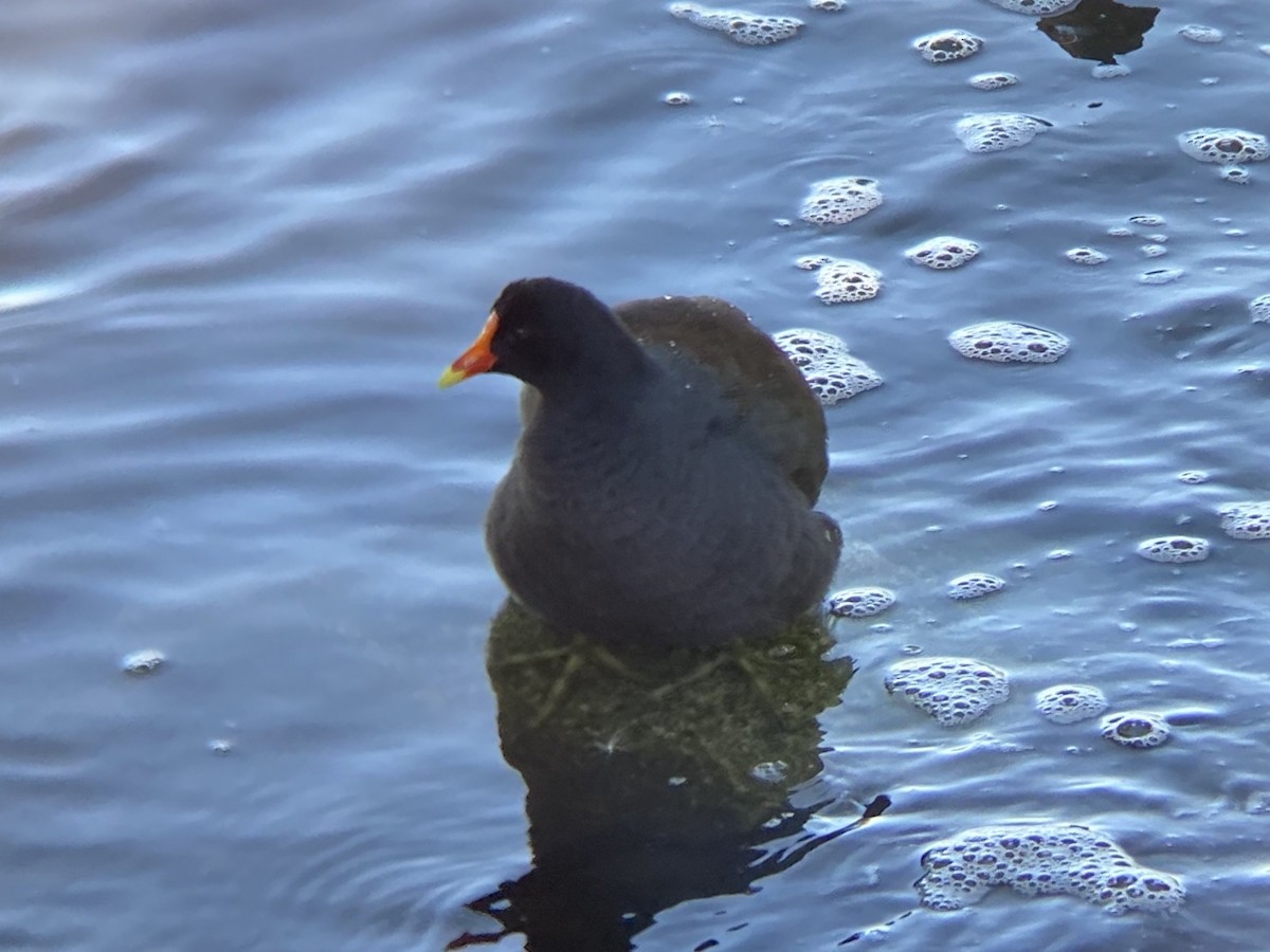 סופית אמריקנית - ML646336487