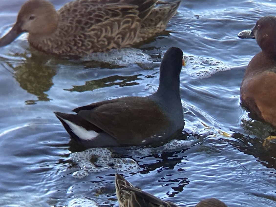 סופית אמריקנית - ML646336488