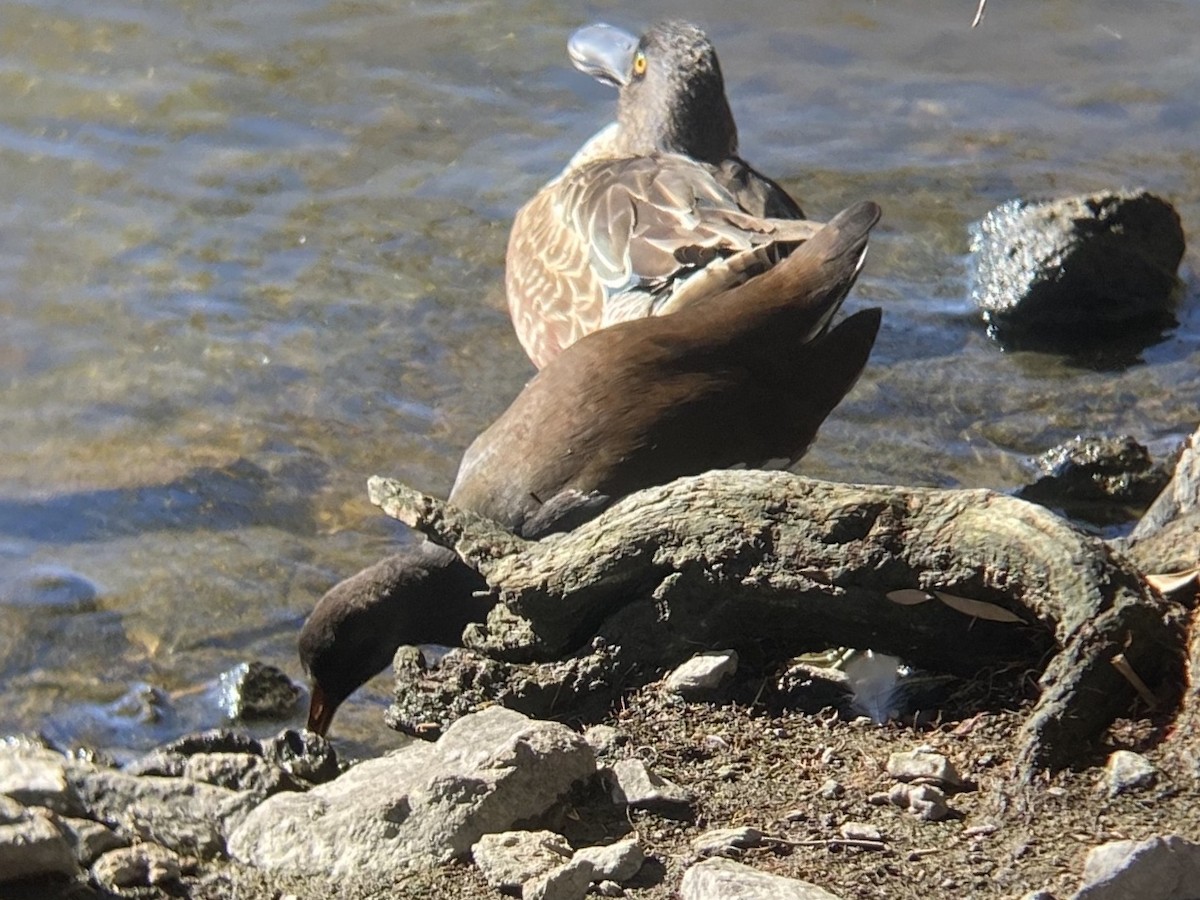 סופית אמריקנית - ML646336489