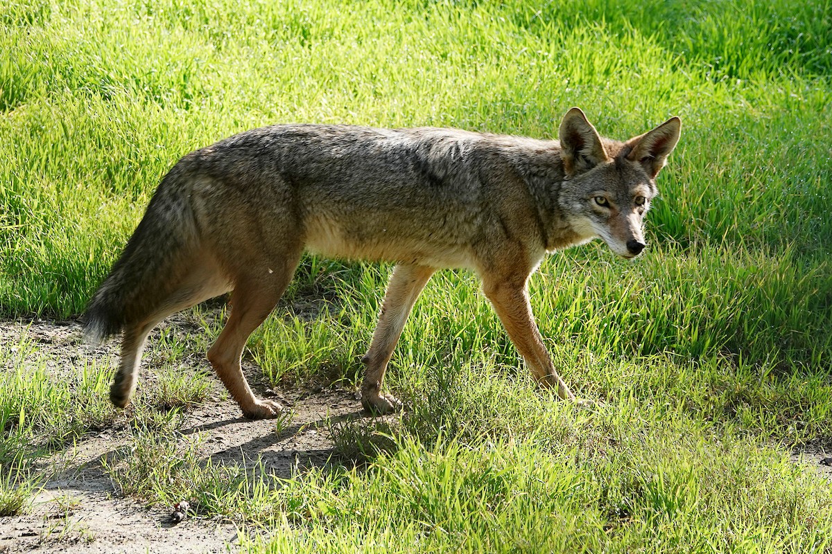 Coyote - ML646336493