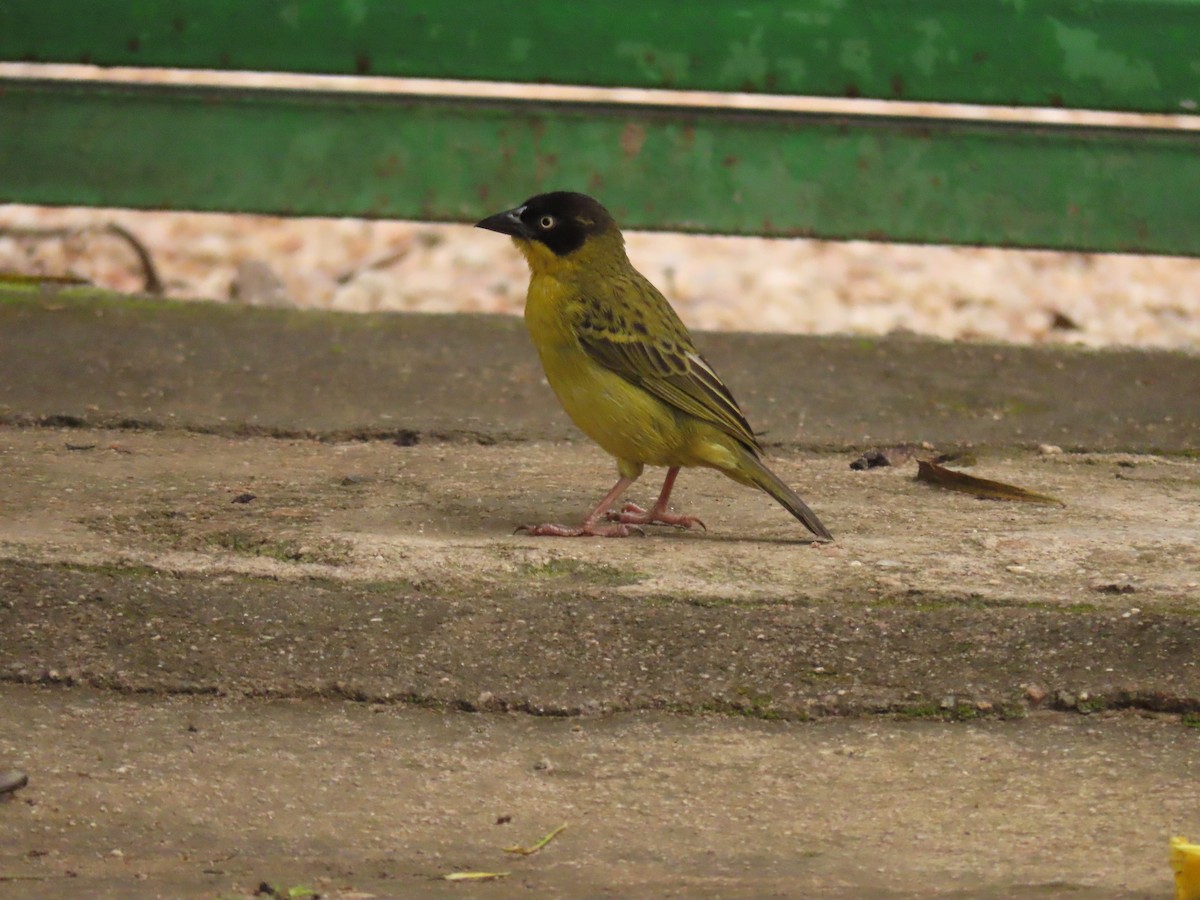Baglafecht Weaver - ML646336494