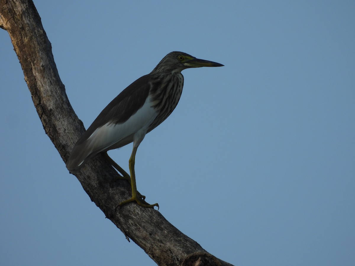 Chinese Pond-Heron - ML646336495