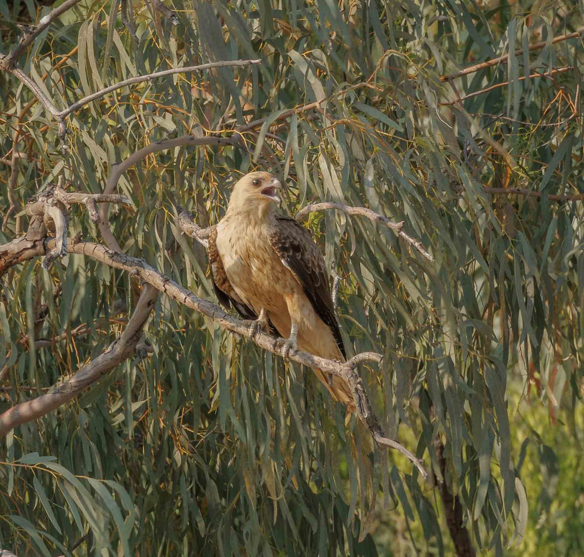 Whistling Kite - ML646336496