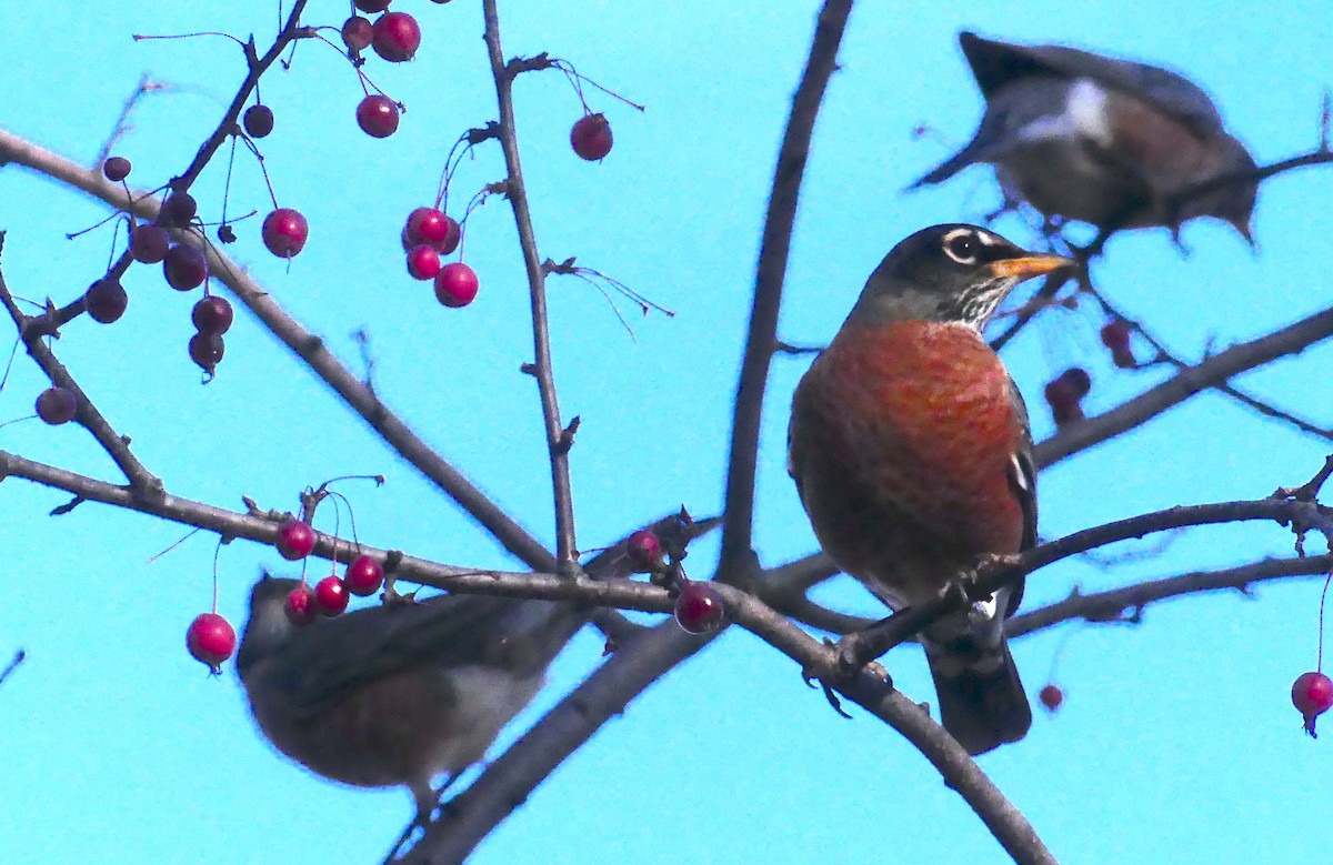 American Robin - ML646336501