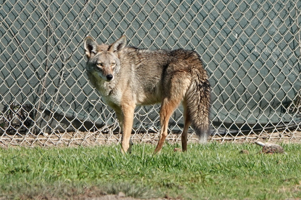 Coyote - ML646336504