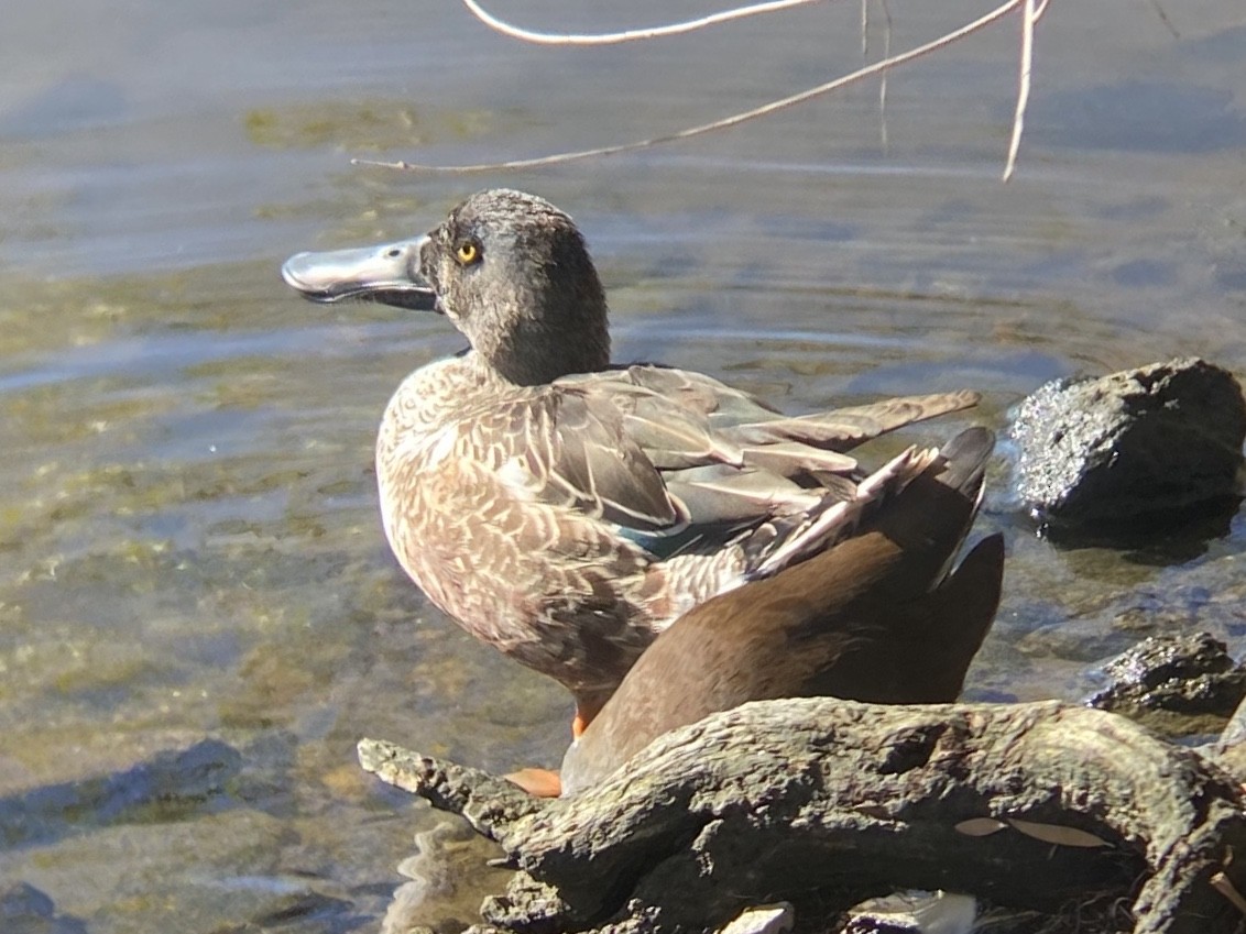 Mestolone - ML646336507