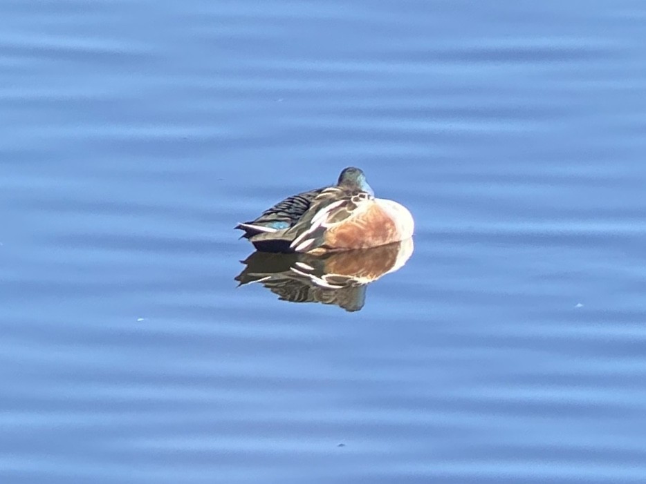 Mestolone - ML646336508