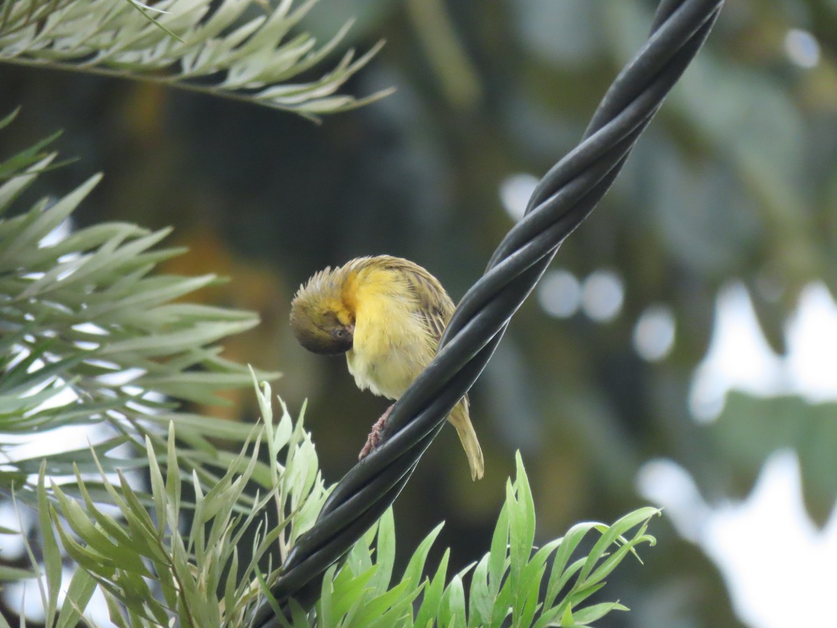 Baglafecht Weaver - ML646336509
