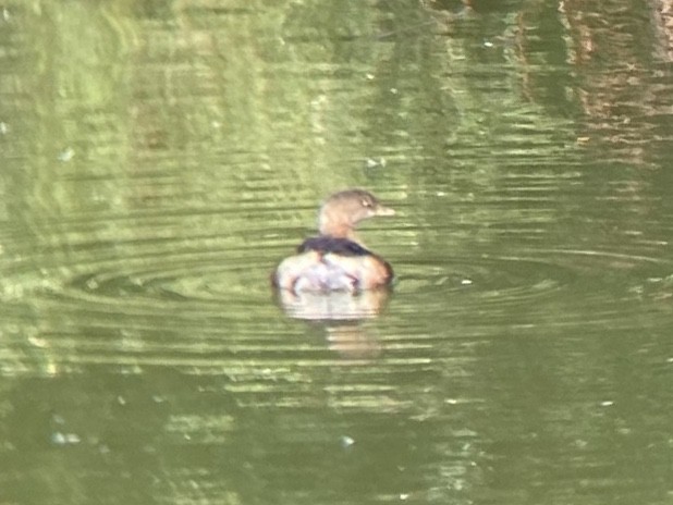 Pied-billed Grebe - ML646336510