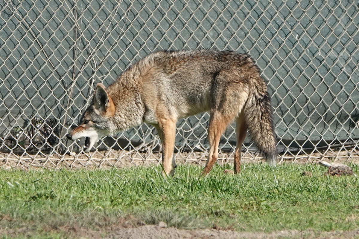 Coyote - ML646336512