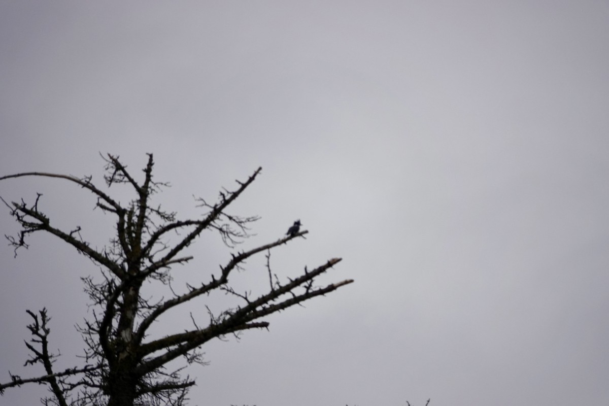 rybařík pruhoprsý - ML646336517