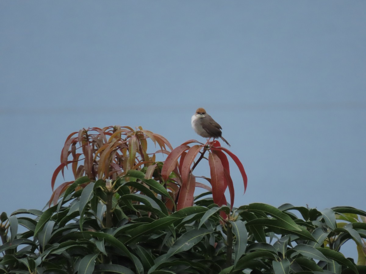 Cisticole de Chubb - ML646336518