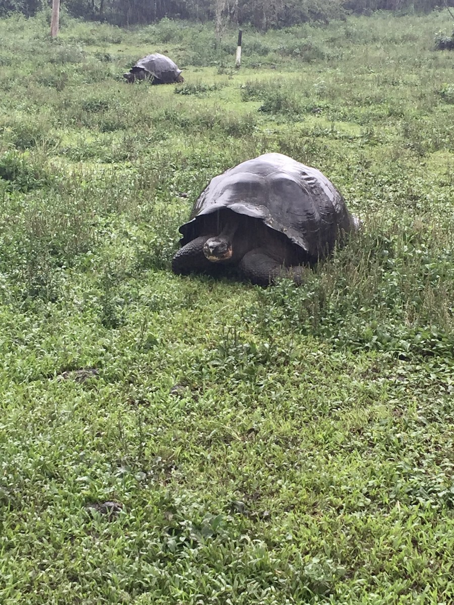 Galápagos Giant Tortoise - ML646336522