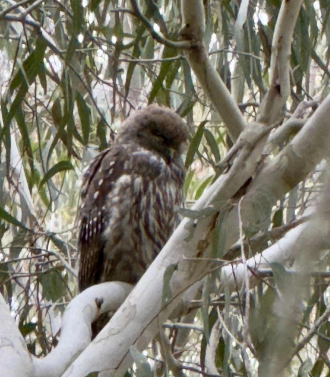 Ninoxe aboyeuse - ML646336523