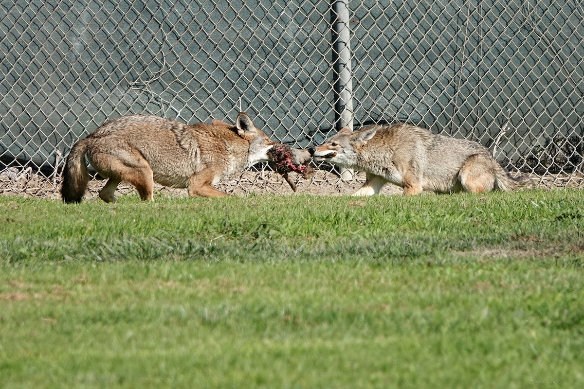 Coyote - ML646336524