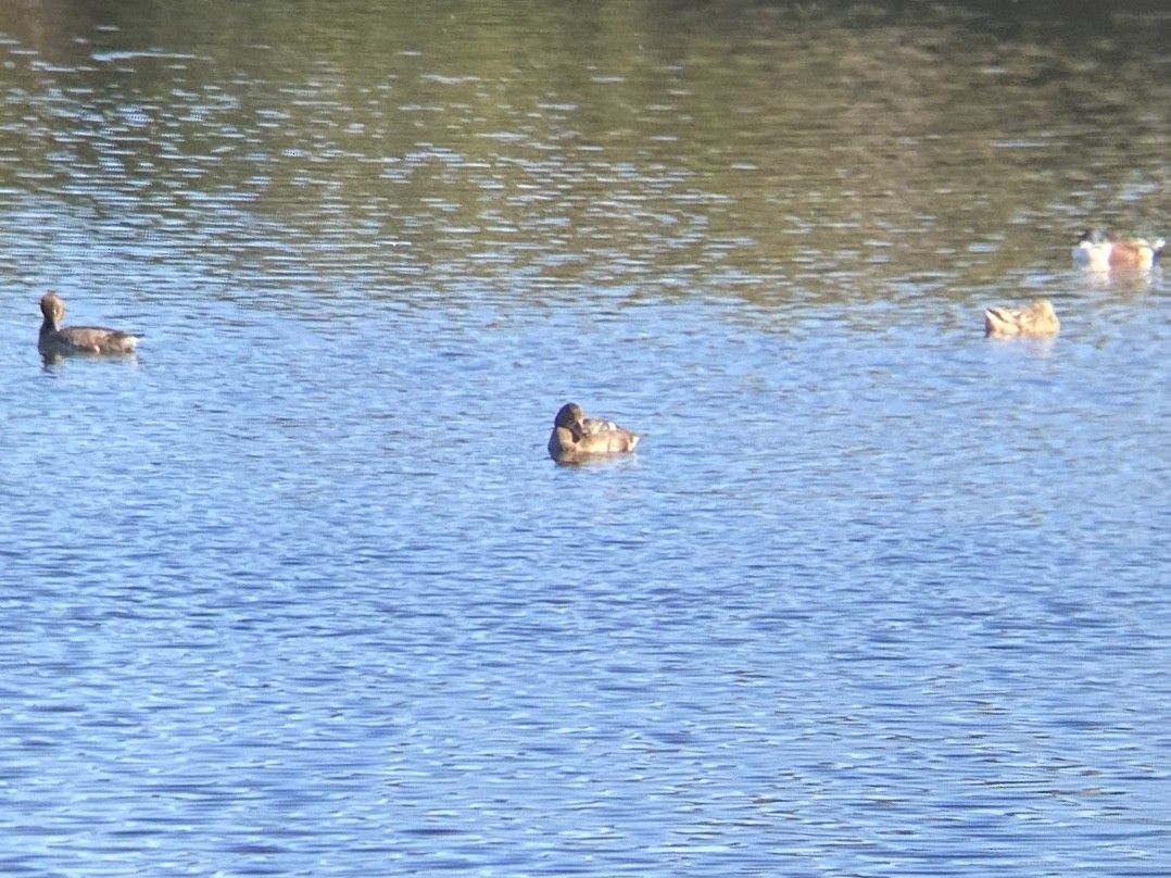 Petit Fuligule - ML646336525