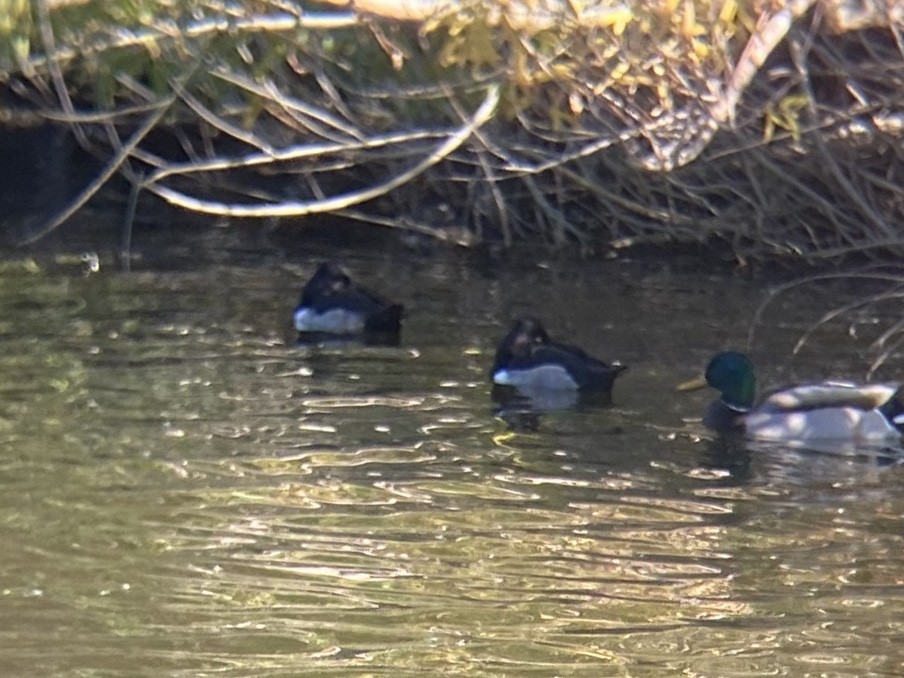 Petit Fuligule - ML646336526