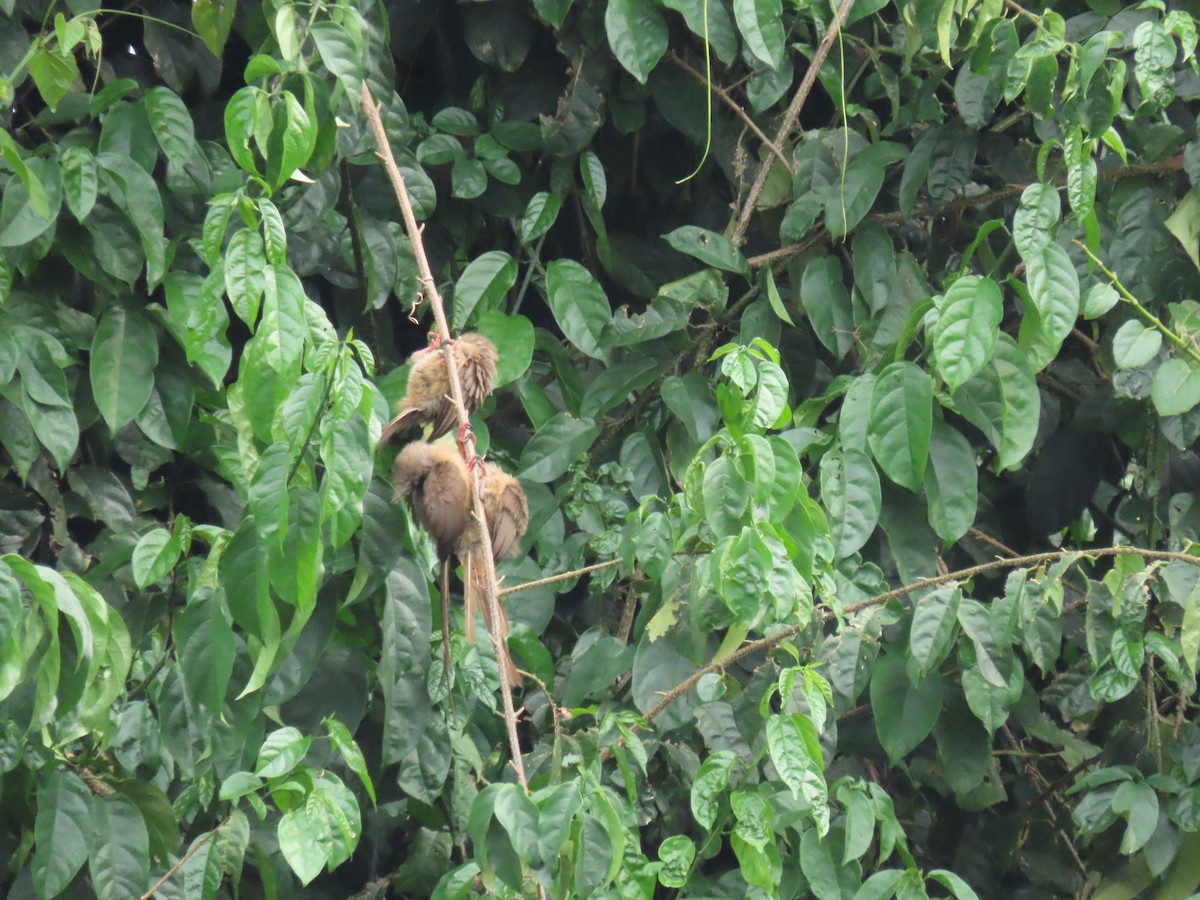 Coliou rayé - ML646336527