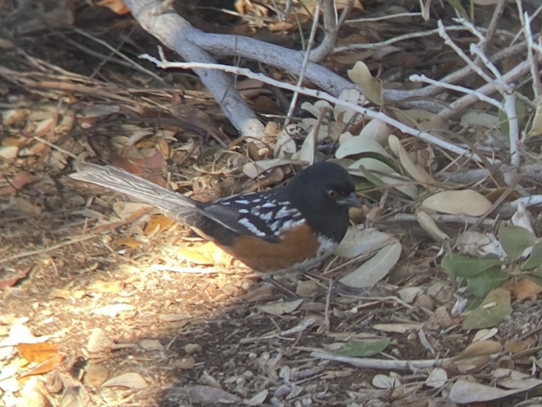 Tohi tacheté - ML646336529