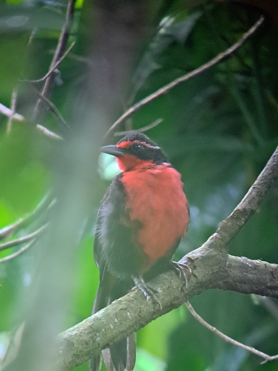 Quéo rosalbin - ML646336530