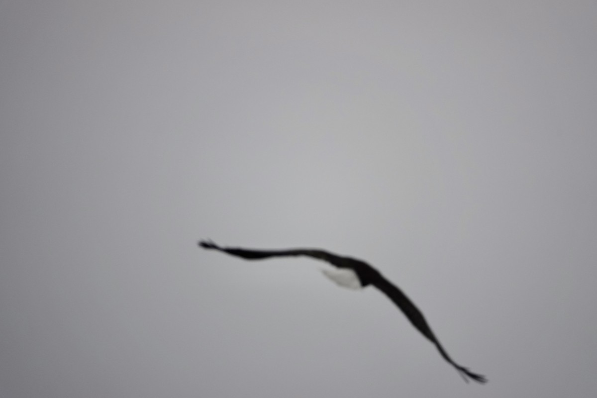 Pygargue à tête blanche - ML646336531