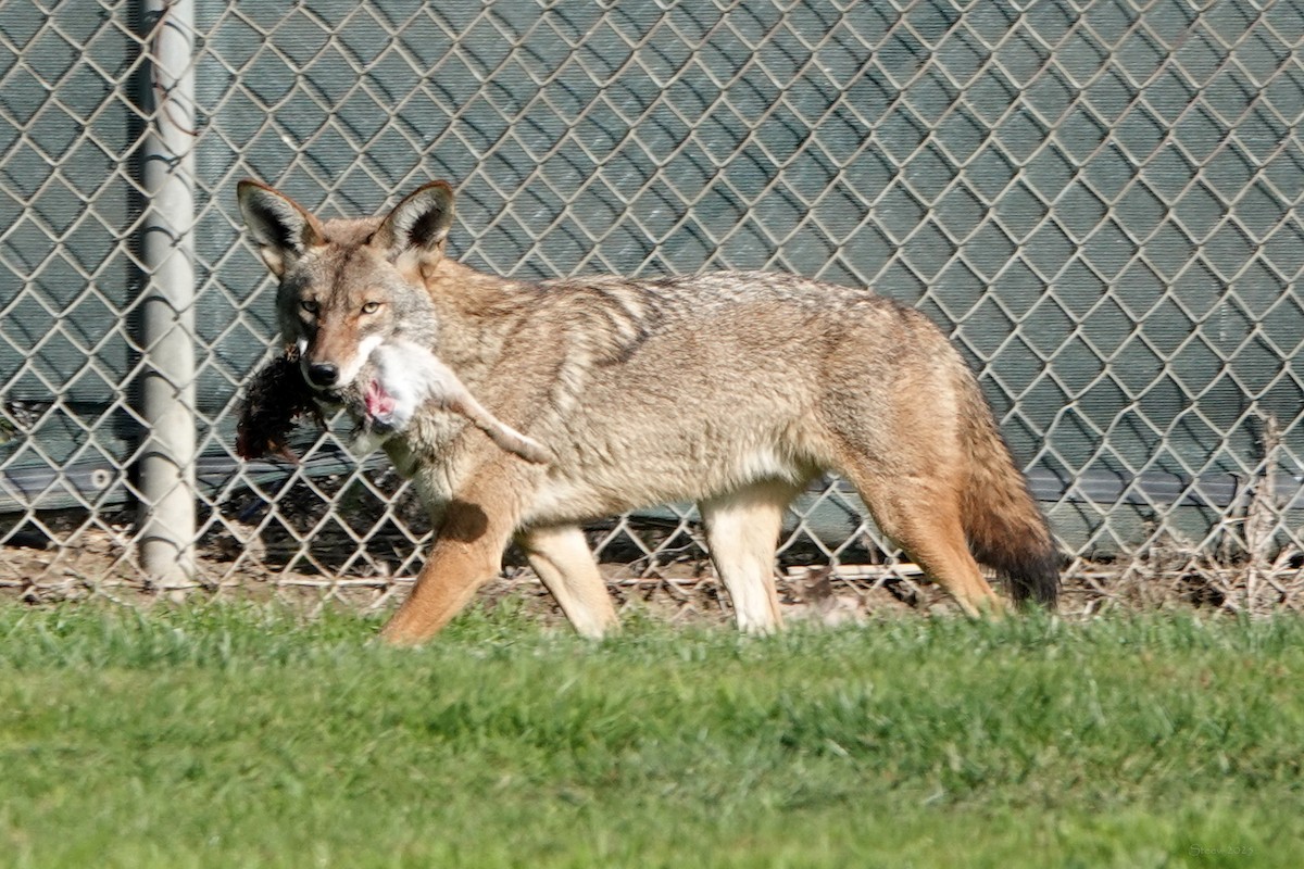 Coyote - ML646336532