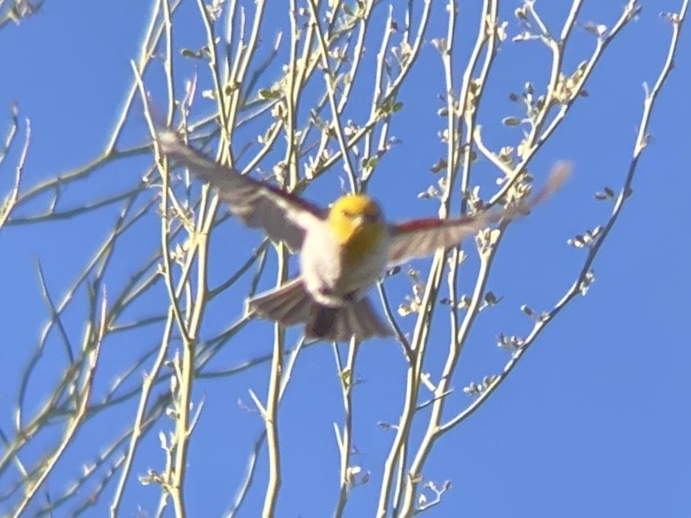 Auripare verdin - ML646336534