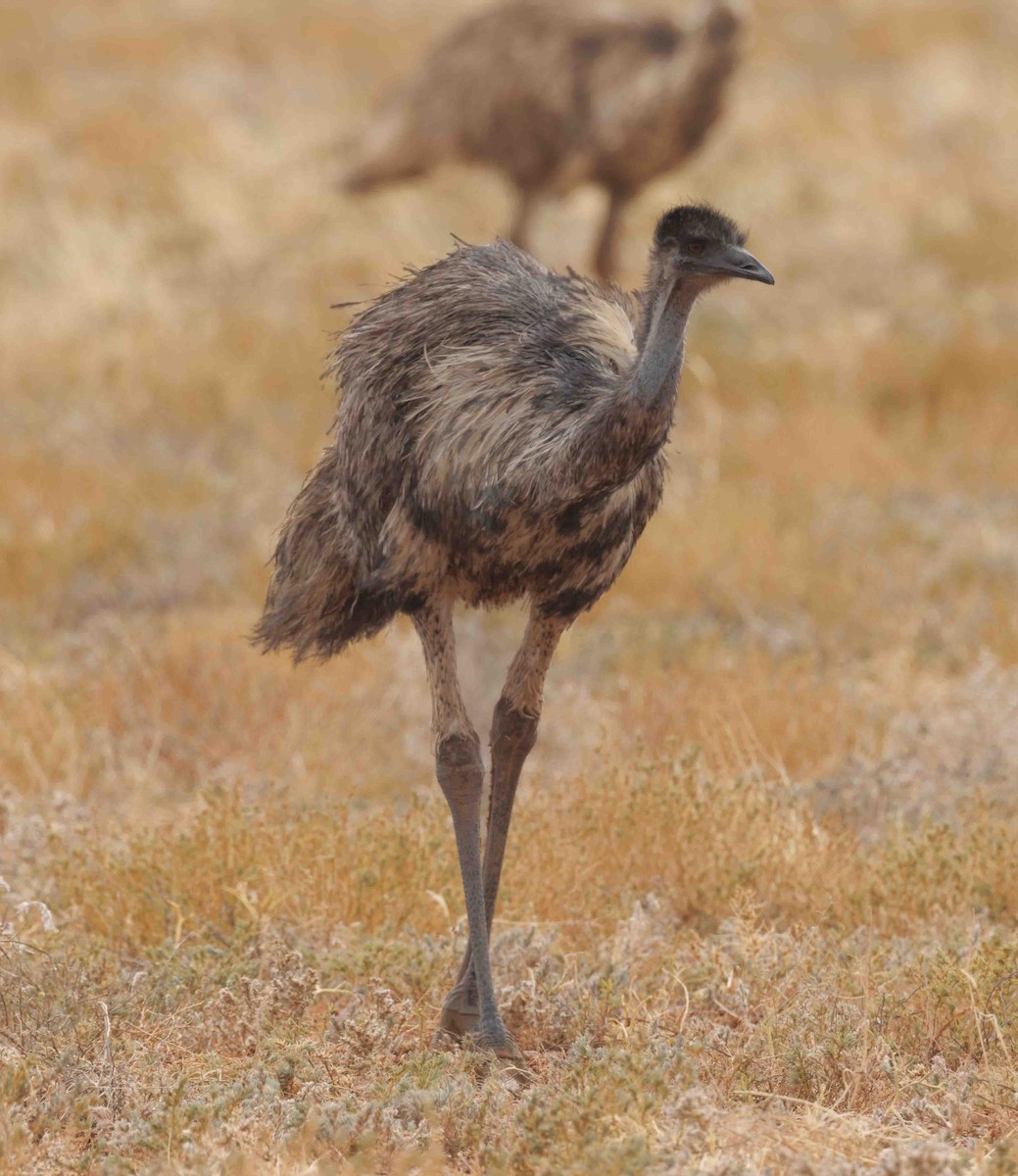 Émeu d'Australie - ML646336536