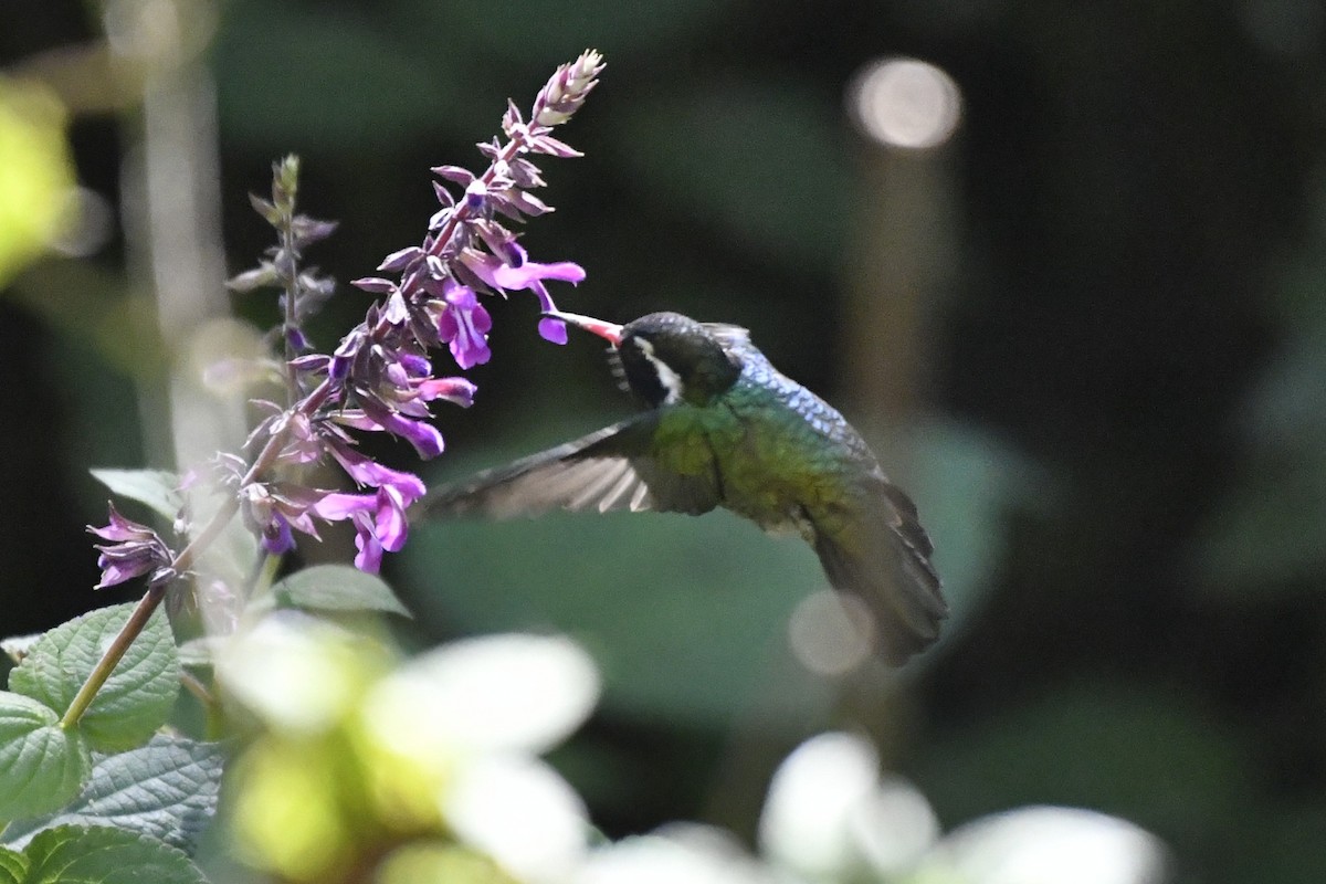 Colibri à oreilles blanches - ML646336538