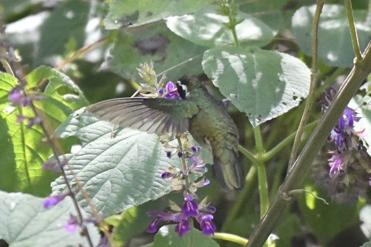 Colibri à oreilles blanches - ML646336539