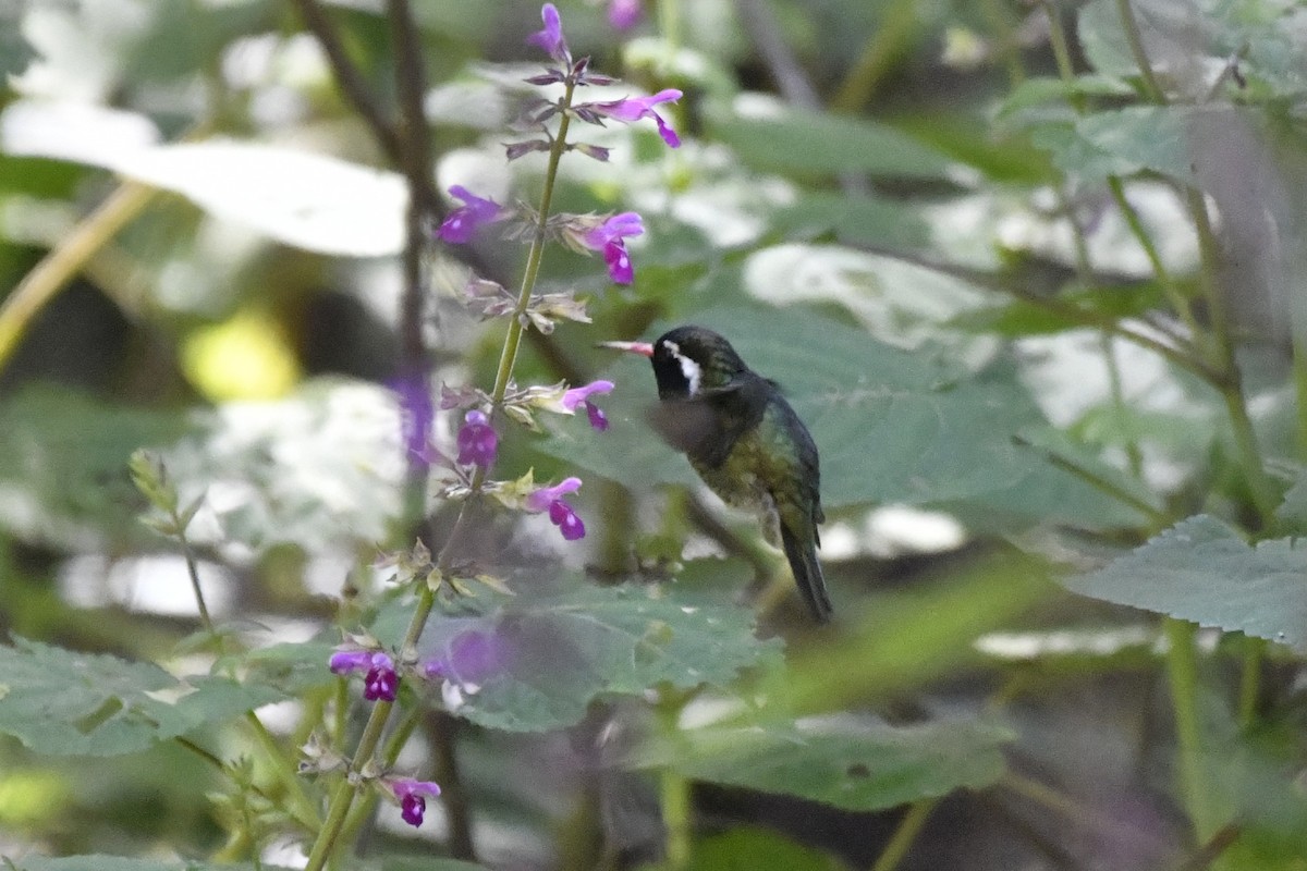 Colibri à oreilles blanches - ML646336540