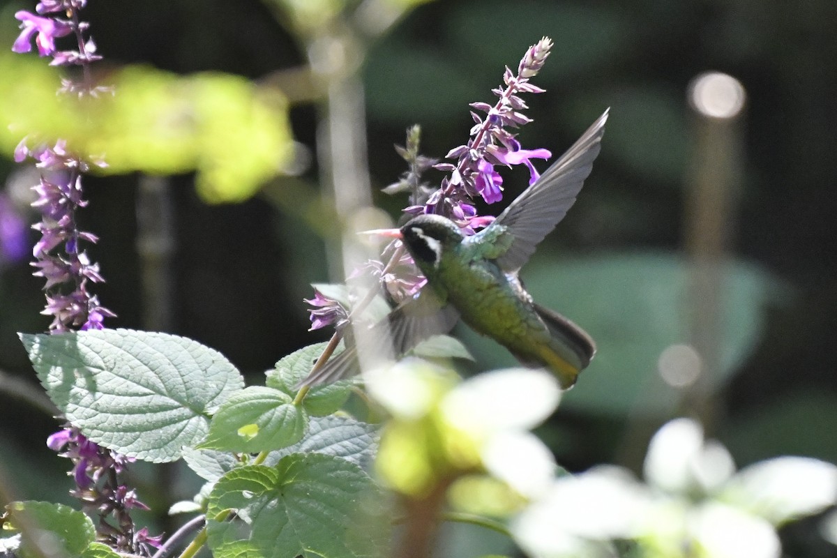 Colibri à oreilles blanches - ML646336542