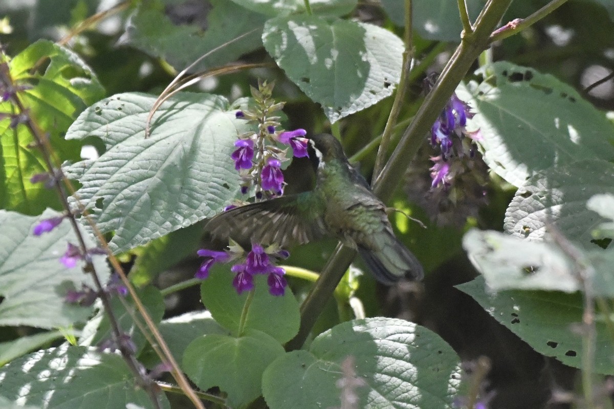 Colibri à oreilles blanches - ML646336544