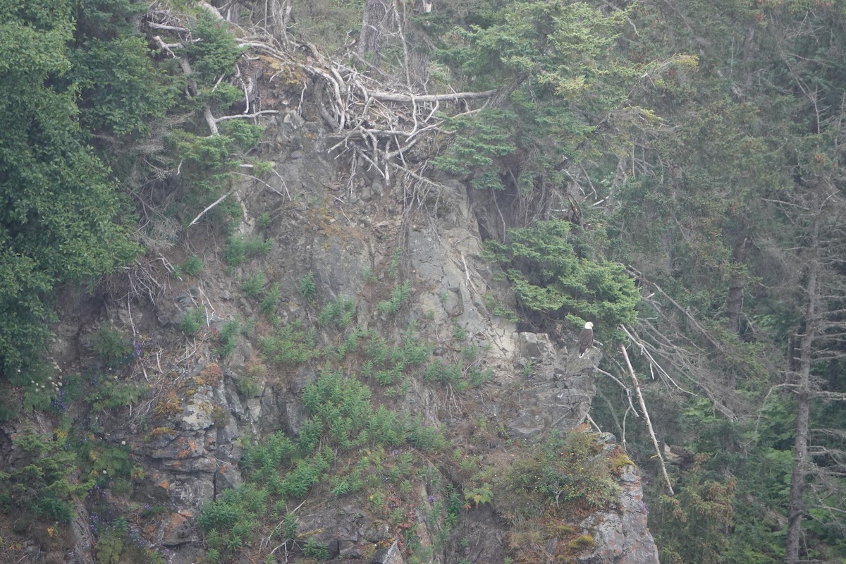 Pygargue à tête blanche - ML646336546