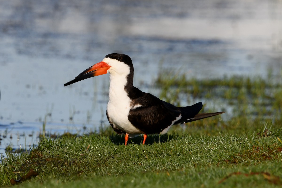Bec-en-ciseaux noir - ML646336548