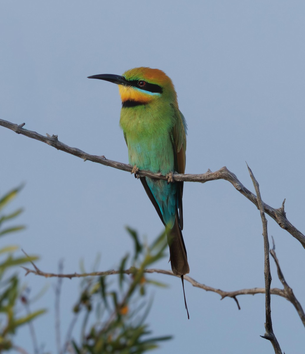 Guêpier arc-en-ciel - ML646336549