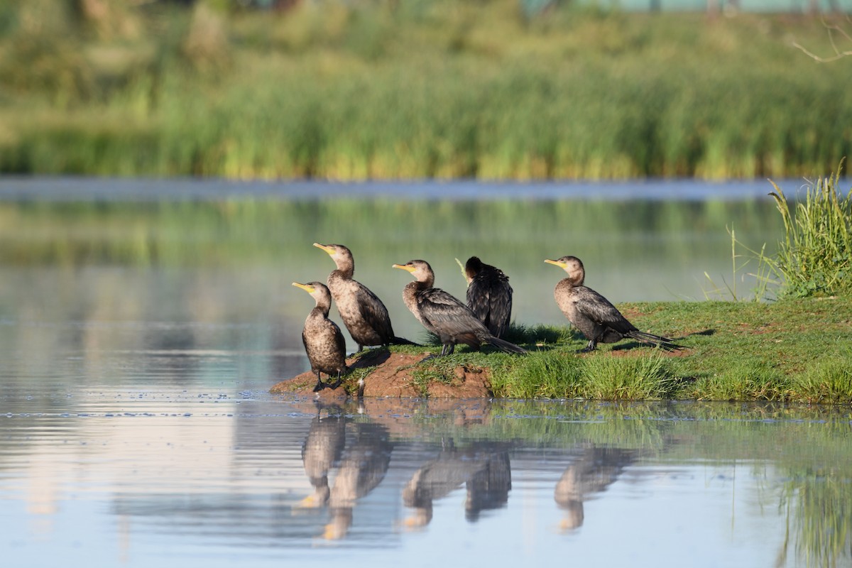 Cormoran vigua - ML646336551