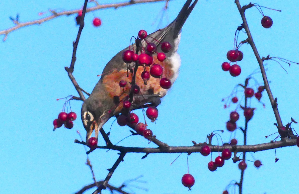 Merle d'Amérique - ML646336555