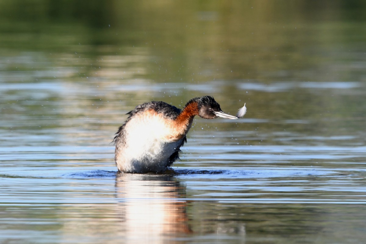 Grand Grèbe - ML646336557