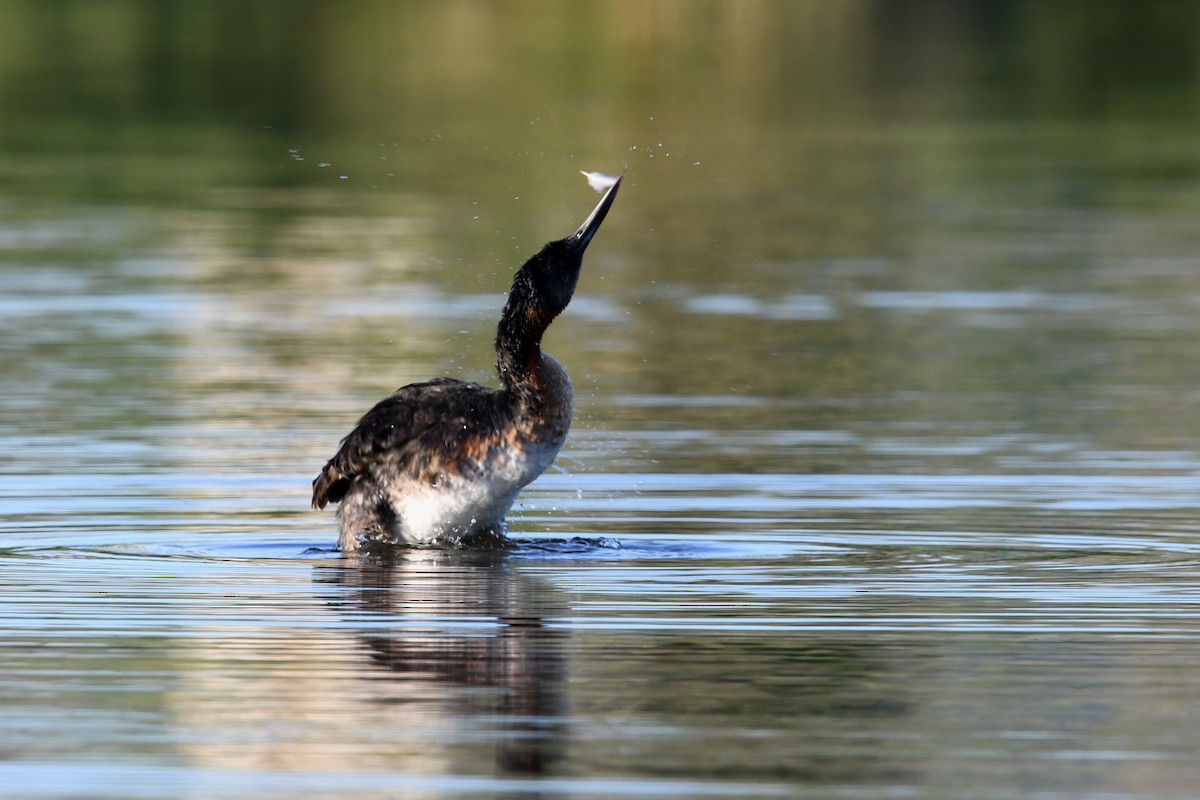 Grand Grèbe - ML646336559