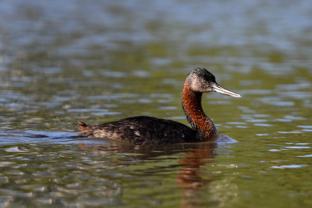 Grand Grèbe - ML646336561