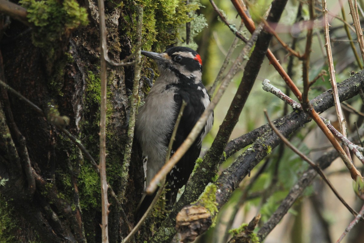 Pic chevelu - ML646336562