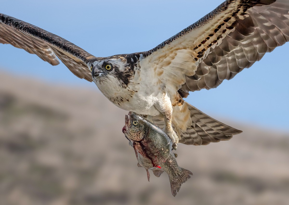 Balbuzard pêcheur - ML646336563