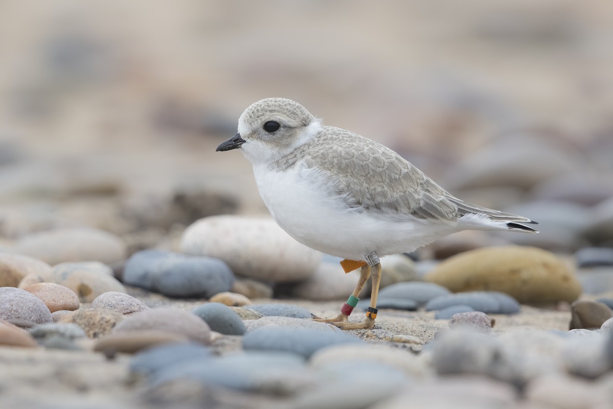 Pluvier siffleur - ML646336564