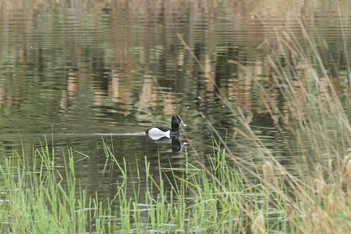 Ring-necked Duck - ML646336565