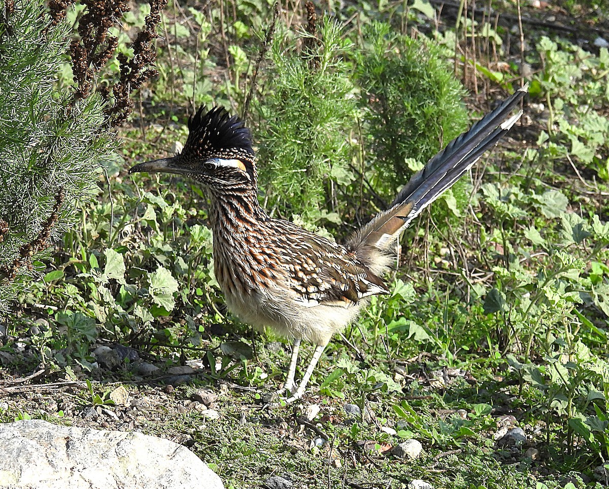 Greater Roadrunner - ML646336567