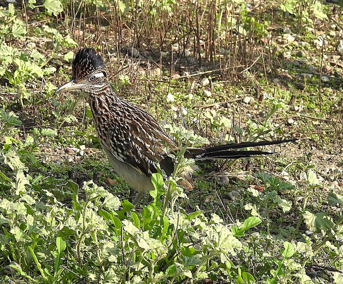 Greater Roadrunner - ML646336569