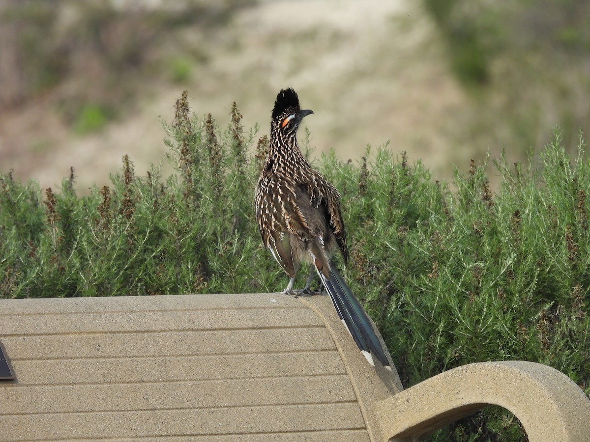 Greater Roadrunner - ML646336570