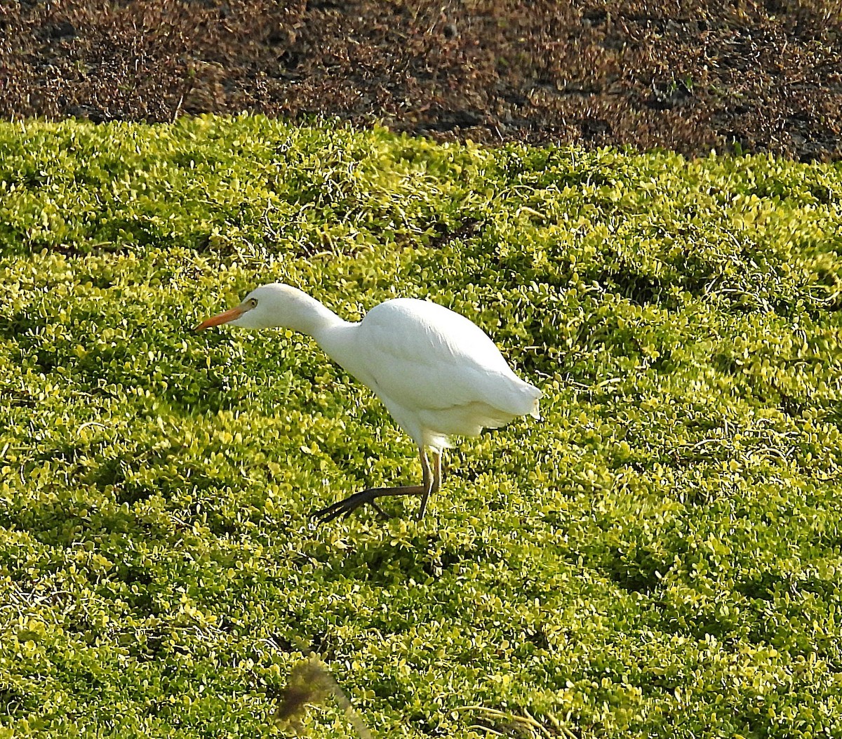 Airone guardabuoi - ML646336580